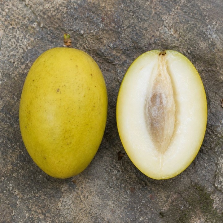 Mango blanco - Semillas