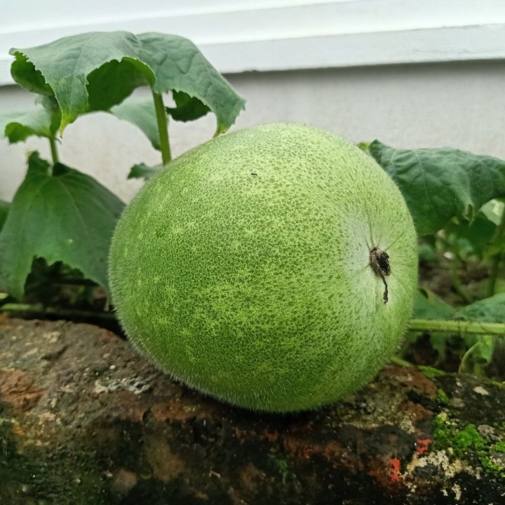 Calabaza de cera - Semillas
