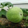 Calabaza de cera - Semillas