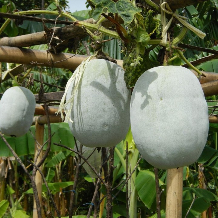 Calabaza de cera - Semillas