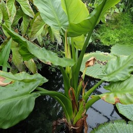 Banana de agua - Semillas