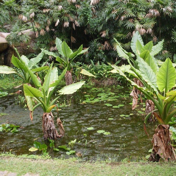 Banana de agua - Semillas