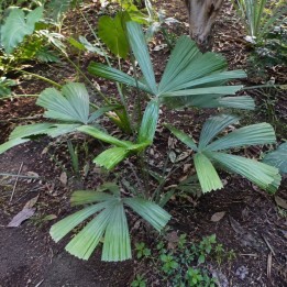 Palmera paraíso vietnamita - Semillas