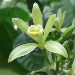 Orquídea de vainilla - Semillas