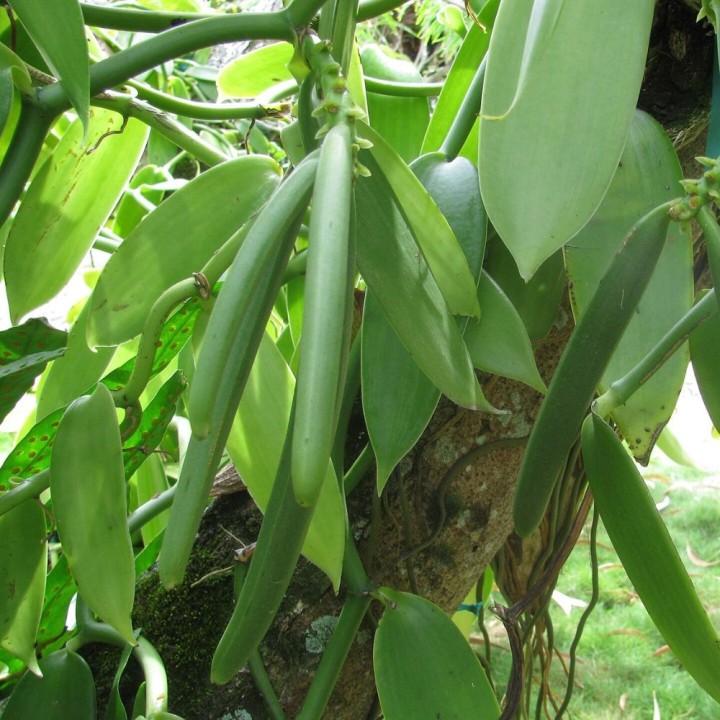 Orquídea de vainilla - Semillas