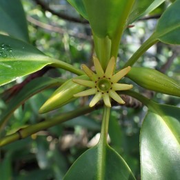Mangle naranja de río - Semillas