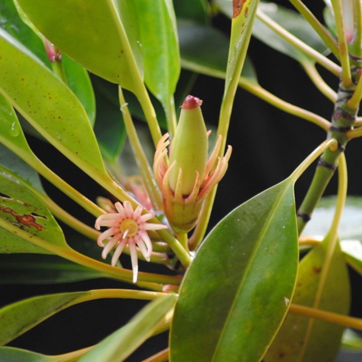 Mangle naranja de río - Semillas
