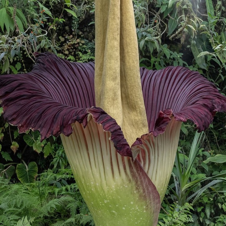 Amorphophallus titanum semillas