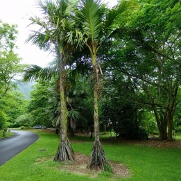 Palmera zancuda - Semillas