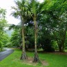 Palmera zancuda - Semillas