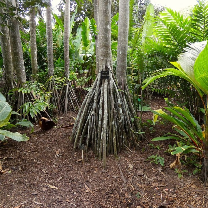 Palmera zancuda - Semillas