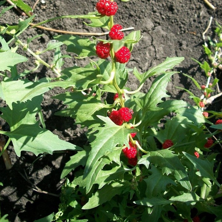 Espinaca fresa - Semillas