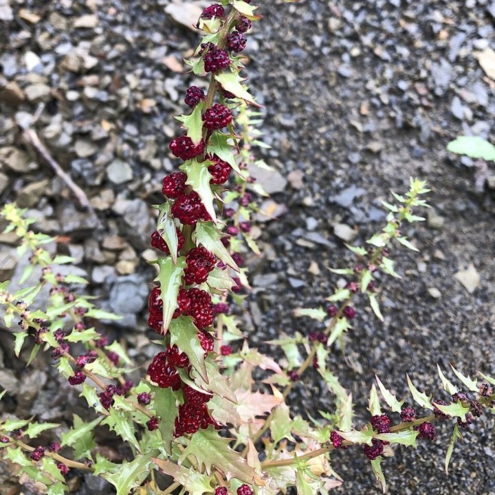 Espinaca fresa - Semillas
