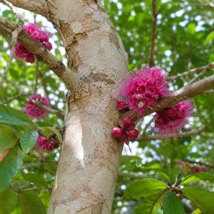 Syzygium versteegii - Semillas