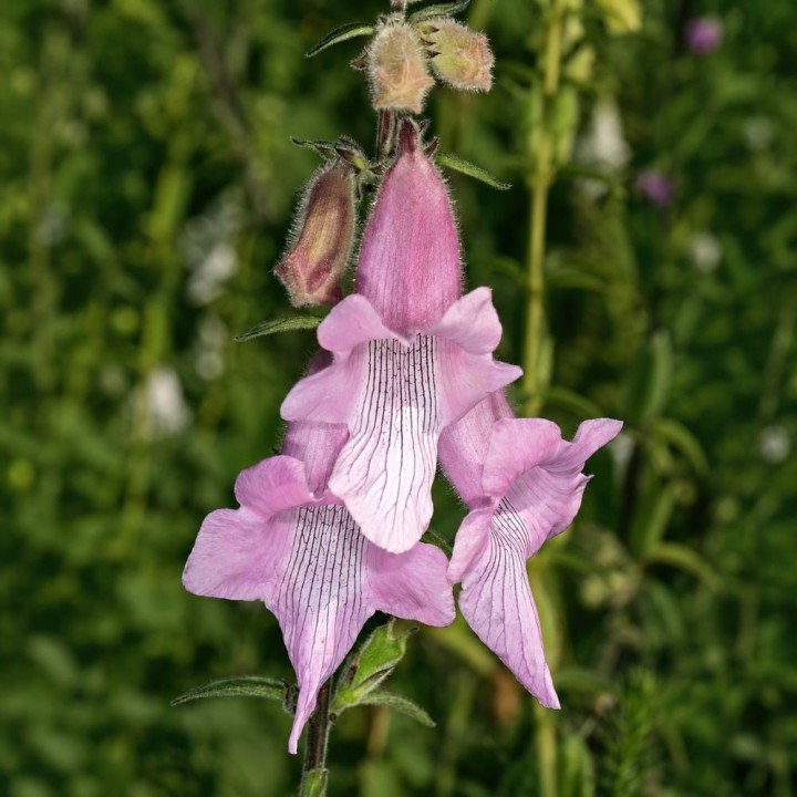 Dedalera sudafricana - Semillas