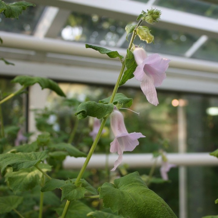 Dedalera sudafricana - Semillas