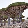 Drago de Socotra - Semillas