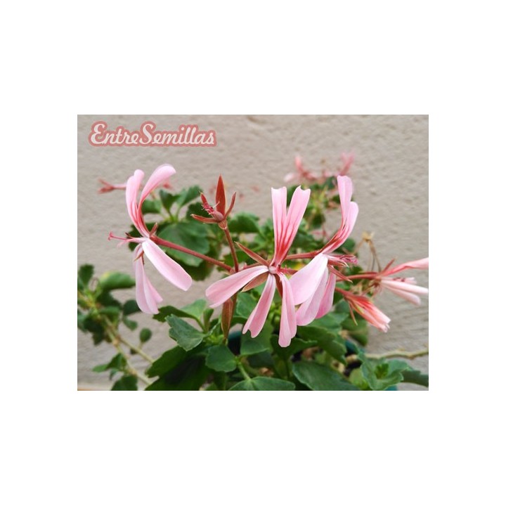 Pelargonium acetosum - 1 planta