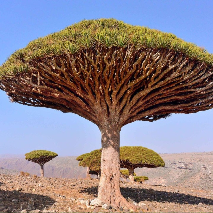 Drago de Socotra - Semillas