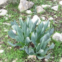Cebolla albarrana - Semillas