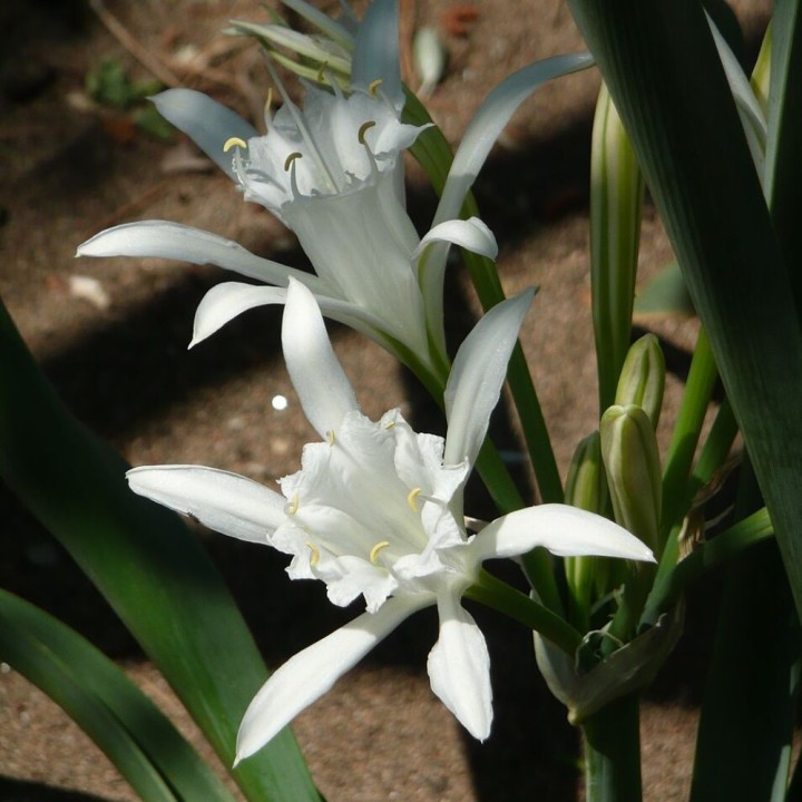 Azucena de mar - Semillas