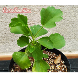 Pelargonium acetosum - 1 planta