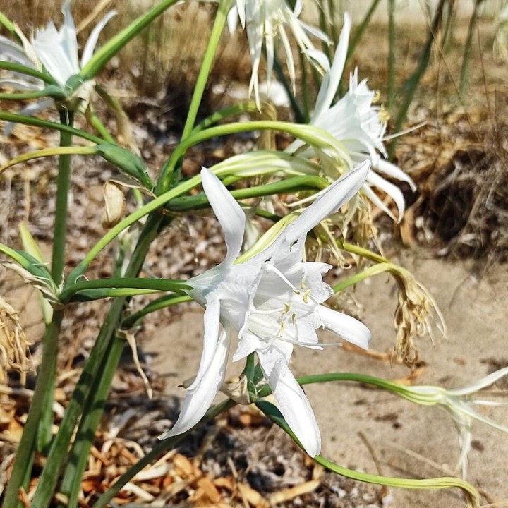 Azucena de mar - Semillas