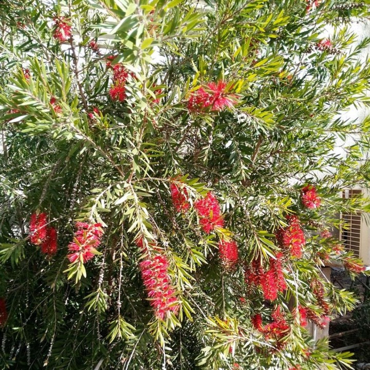 Limpiatubos escarlata - Semillas
