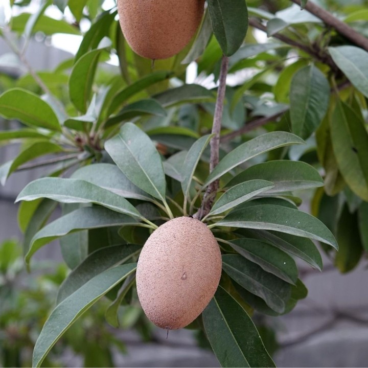 Níspero sapodilla - Semillas