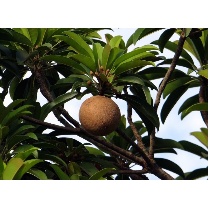 Níspero sapodilla - Semillas