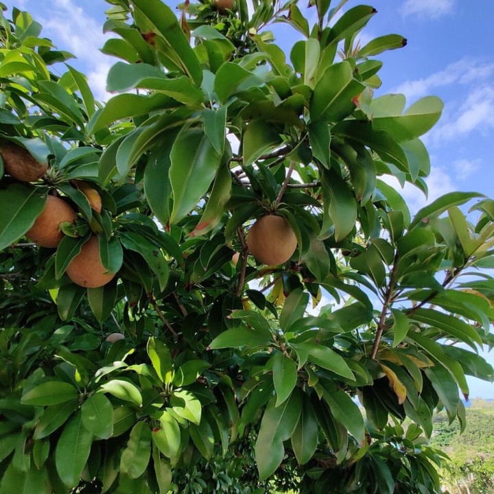 Níspero sapodilla - Semillas