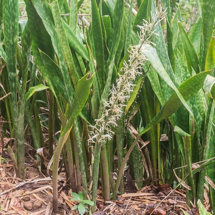 Sansevieria africana - Semillas