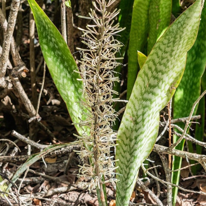 Sansevieria africana - Semillas