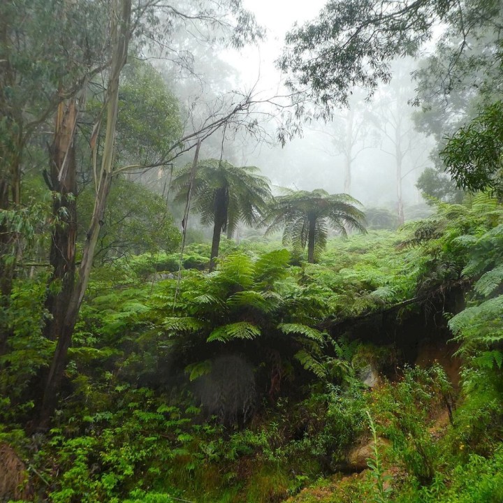 Helecho arborescente áspero - Semillas
