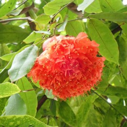 Rosa de Venezuela - Semillas