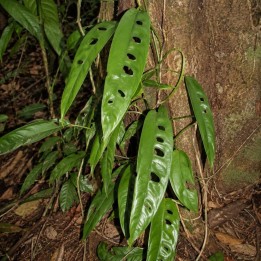 Rhaphidophora megasperma - Semillas