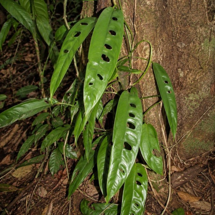 Rhaphidophora megasperma - Semillas