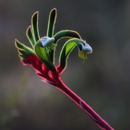 Pata de canguro roja y verde - Semillas