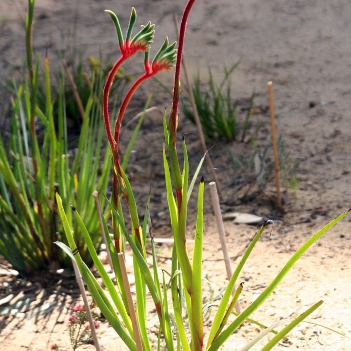 Pata de canguro roja y verde - Semillas