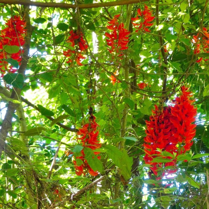 Parra de jade roja - Semillas