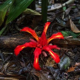 Lirio jengibre rojo - Semillas