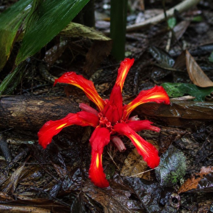 Lirio jengibre rojo - Semillas