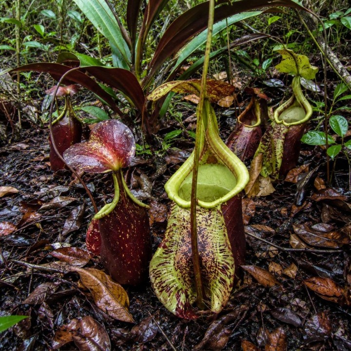 Nepenthes rafflesiana - Semillas
