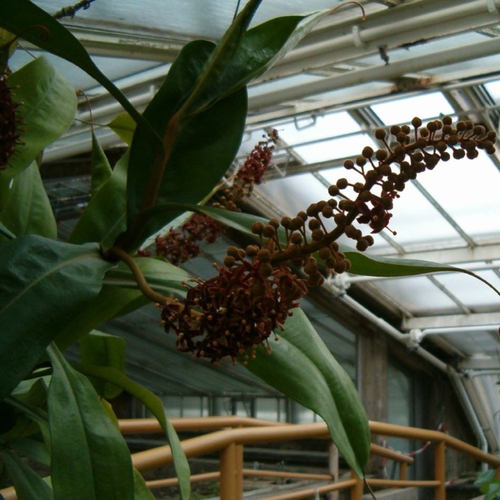 Nepenthes rafflesiana - Semillas