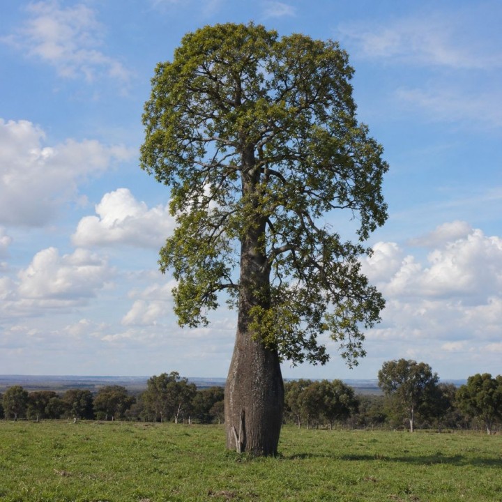 Arbol botella de Queensland - Semillas