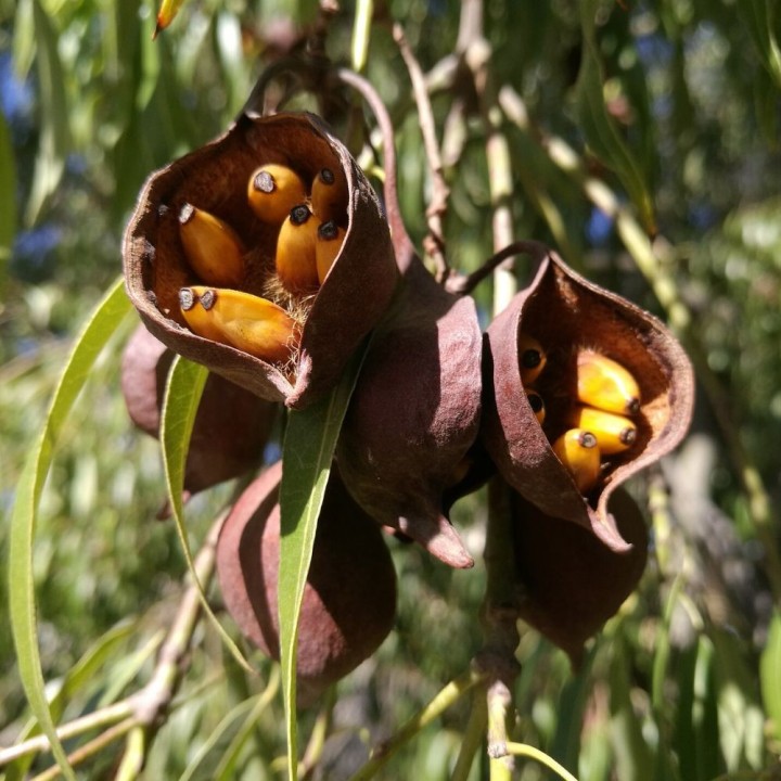 Arbol botella de Queensland - Semillas