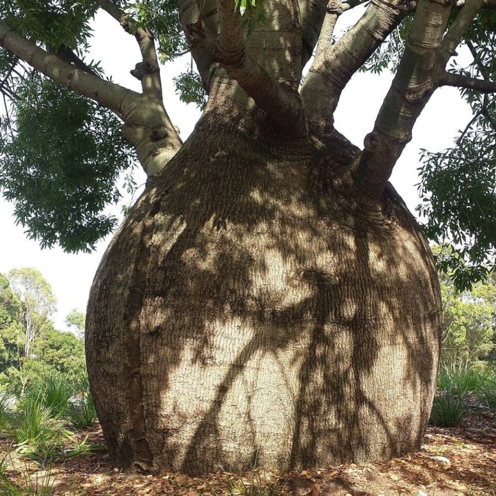Arbol botella de Queensland - Semillas