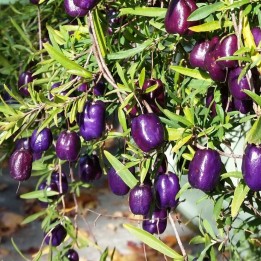 Baya-manzana purpura - Semillas