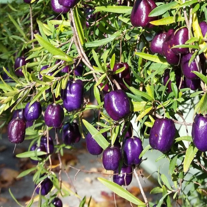 Baya-manzana purpura - Semillas