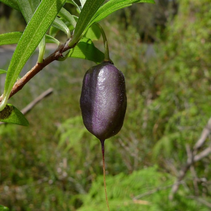 Baya-manzana purpura - Semillas
